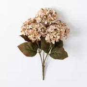 Beige Hydrangea Bush