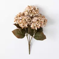 Beige Hydrangea Bush