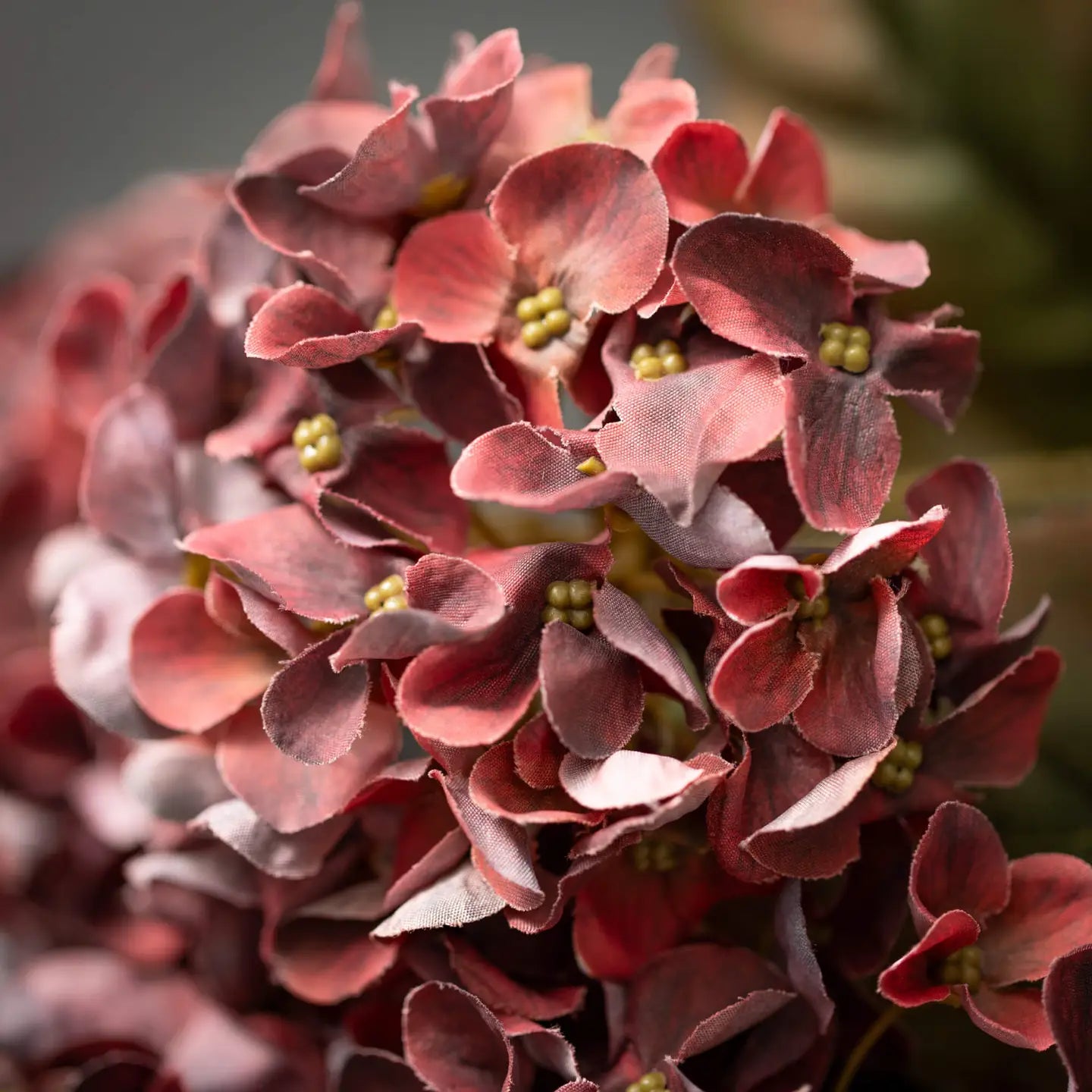 Wine Hydrangea Bush
