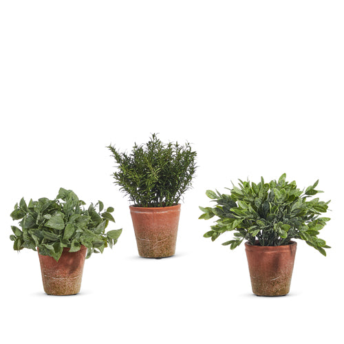 Soft Touch Potted Herbs