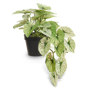 Potted Candidum Caladium