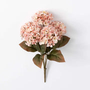 Blush Hydrangea Bush