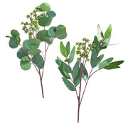 Eucalyptus Stem