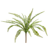 Button Fern Bush