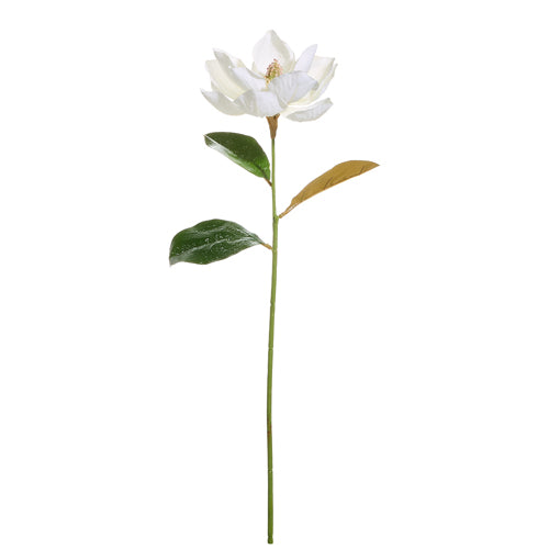 Iced Magnolia Stem