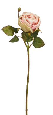 Antique Blush Rose Stem