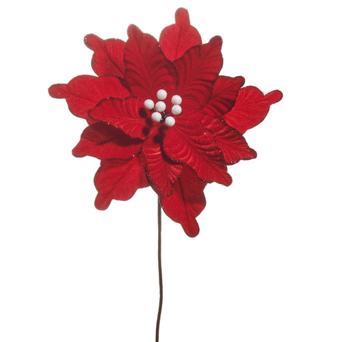 Red Velvet Poinsettia