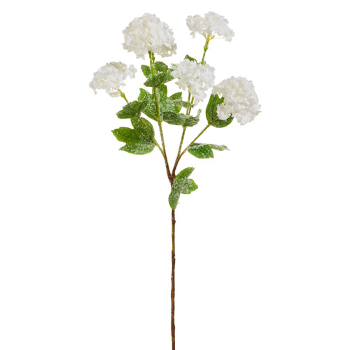 Iced White Snowball Hydrangea