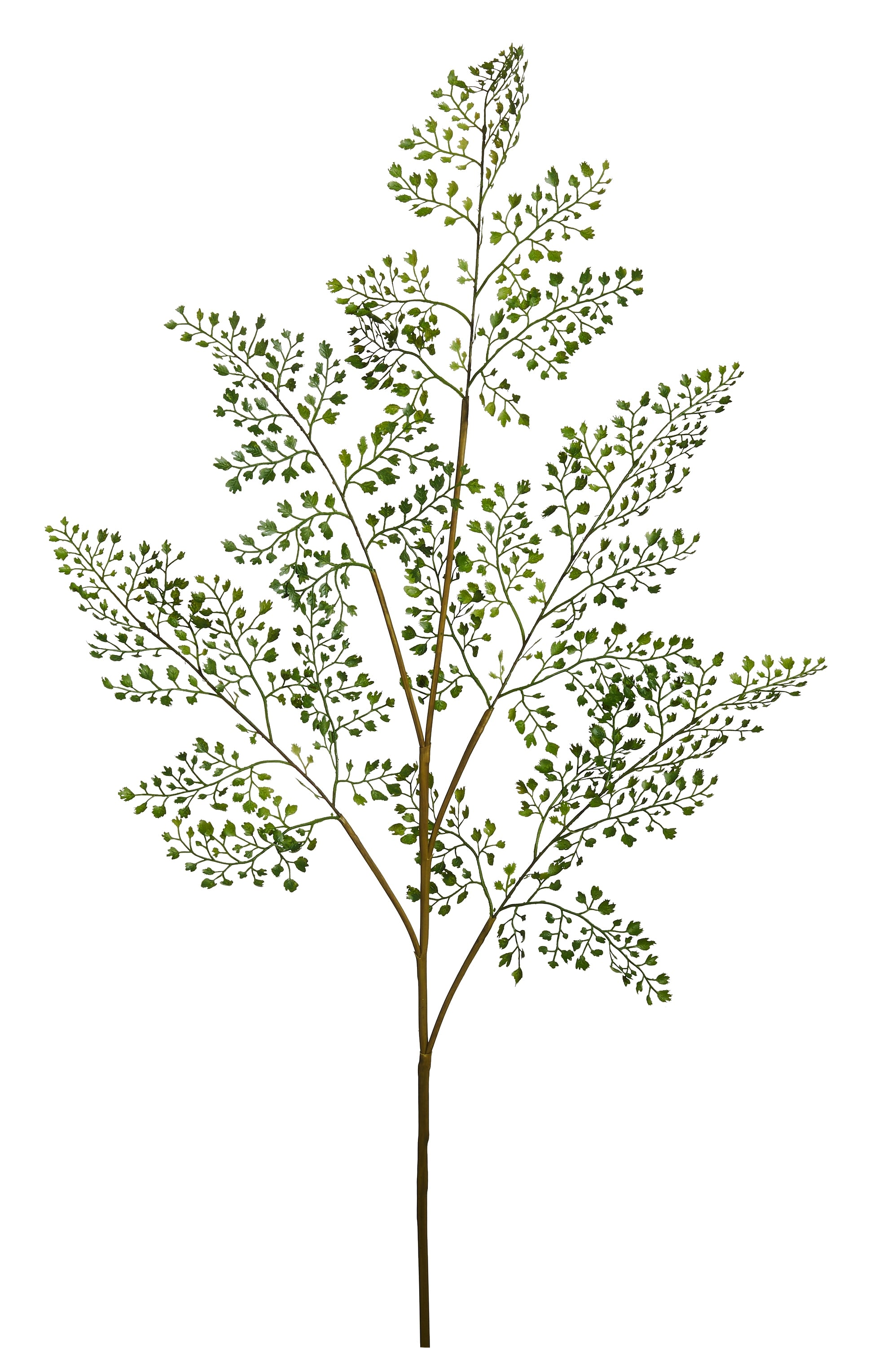 Maidenhair Fern Spray