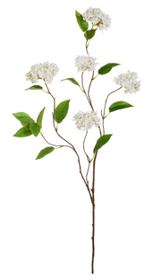 White Snowball Hydrangea Branch