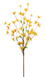 Forsythia Branch