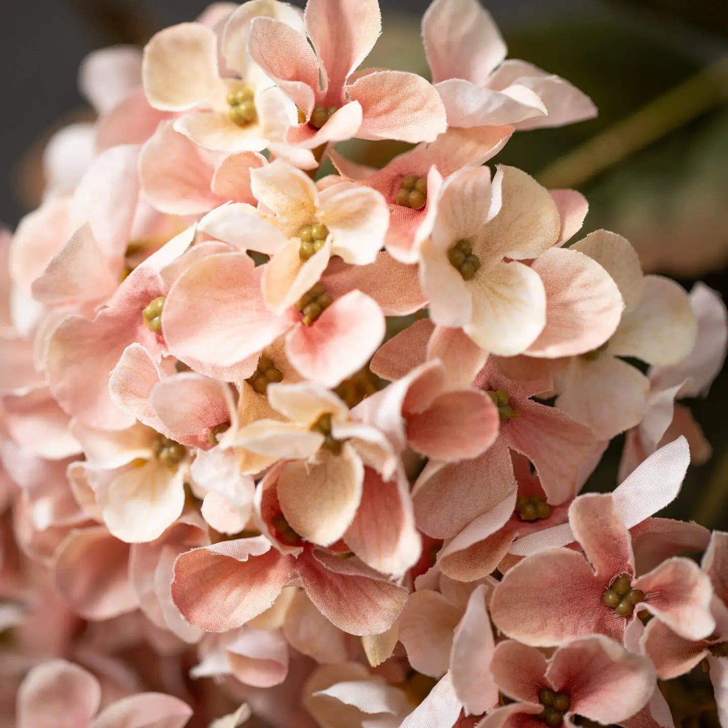 Blush Hydrangea Bush