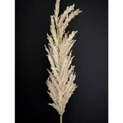 Light Green Feathered Grass